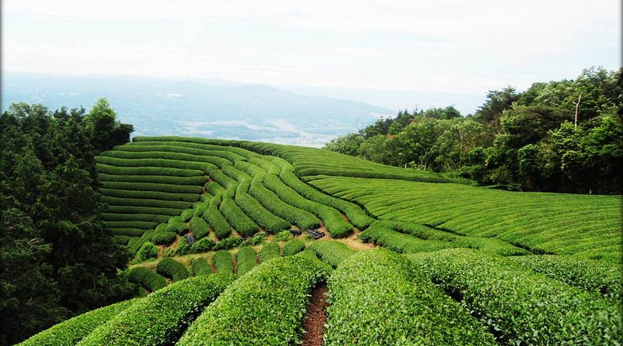 Matcha farm field landscape