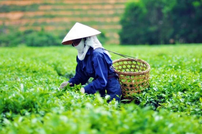 Shade grown matcha leaves